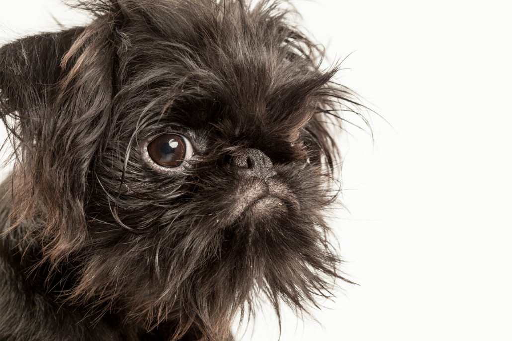 Alfonso the Brussels Griffon Puppy