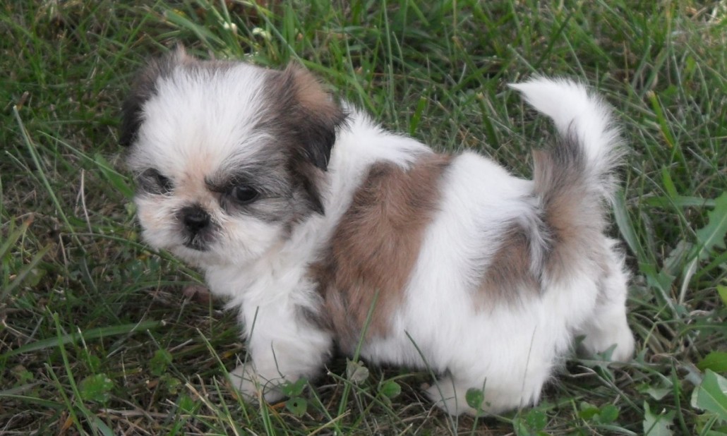 Shih Tzu