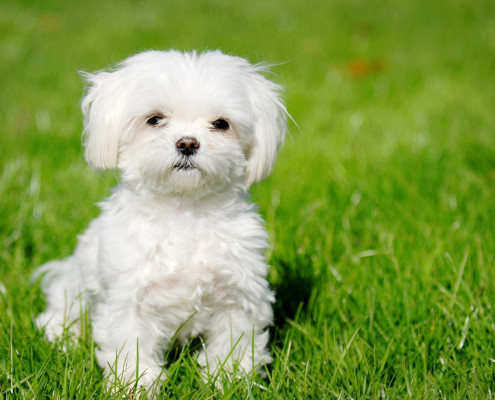 Bichon Frise