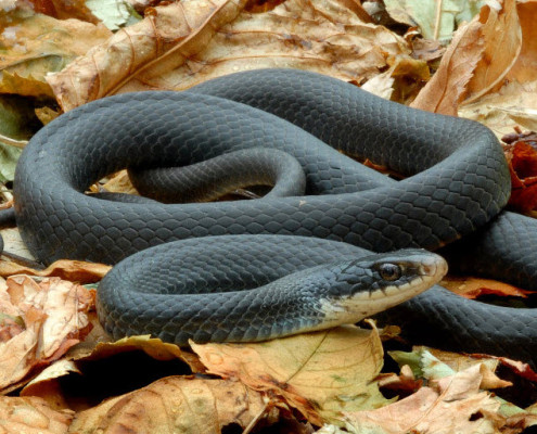 blackmamba